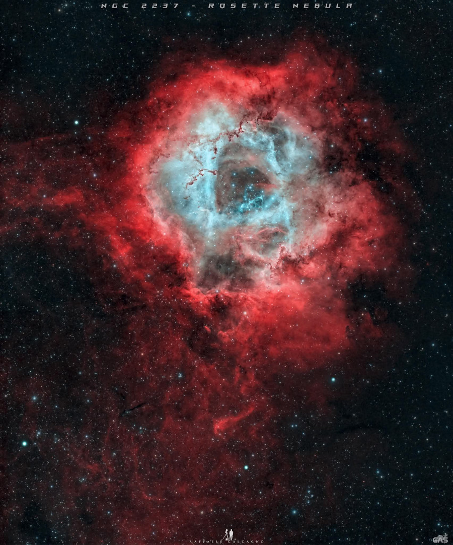 RosetteCalcagno1082.jpg