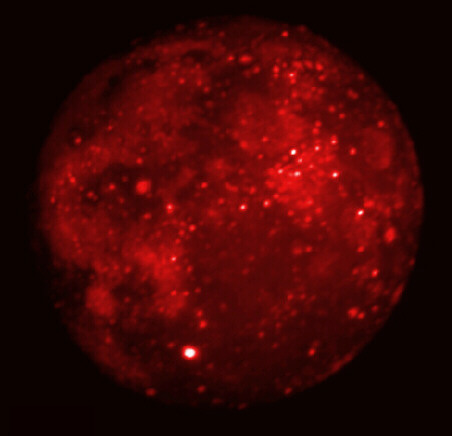 lunarecl_msx.jpg