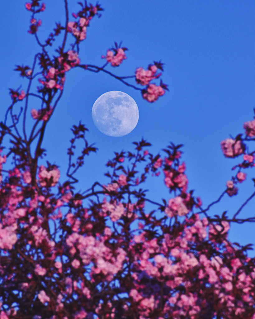 pink_moon1024.jpg