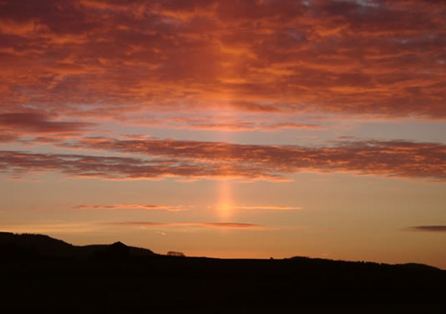 sunpillar_liquorice_big.jpg